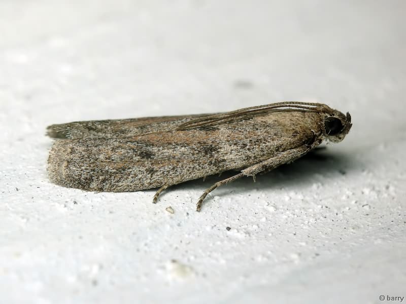 Phycitodes binaevella (Hübner, 1813)